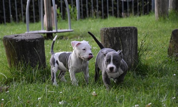 American bully (pocket) pups - 2