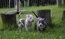 American bully (pocket) pups - 2 - Thumbnail