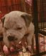 American Pocket Bully super lief!!! - 0 - Thumbnail