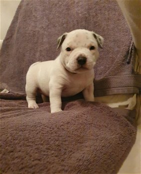 American Pocket Bully super lief!!! - 2