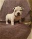 American Pocket Bully super lief!!! - 2 - Thumbnail