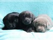 Perfect Labrador !!pupjes beschikbaar, - 0 - Thumbnail
