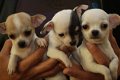 Schattige Chihuahua Pups Beschikbaar. - 0 - Thumbnail