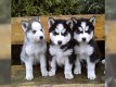 100% schone Siberische husky-pups - 0 - Thumbnail