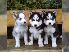  100% schone Siberische husky-pups