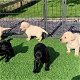 Labrador Retriever-puppy's - 0 - Thumbnail