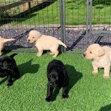 Labrador Retriever-puppy's