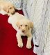 Labrador Retriever-puppy's - 1 - Thumbnail