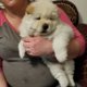 Chow Chow-puppy's - 0 - Thumbnail