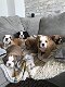 Engelse bulldog puppy's - 0 - Thumbnail