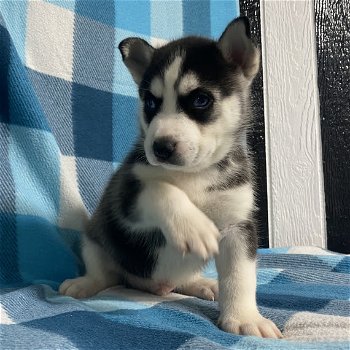 Siberische Husky pups - 0