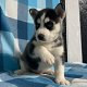 Siberische Husky pups - 0 - Thumbnail