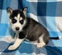 Siberische Husky pups - 1 - Thumbnail