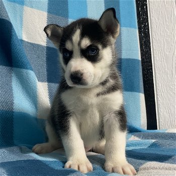 Siberische Husky pups - 2