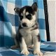 Siberische Husky pups - 2 - Thumbnail