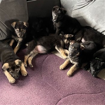 Duitse herder pups - 0