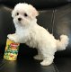 Maltese pups - 1 - Thumbnail