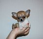 Chihuahua pups - 0 - Thumbnail