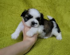 Shih Tzu-puppy's