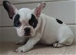 Franse Bulldog-pups - 1 - Thumbnail