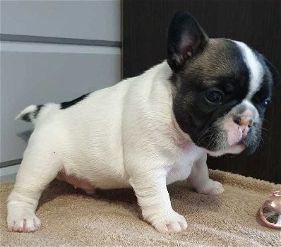 Franse Bulldog-pups - 2