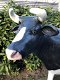 Tuinbeeld van levensgrote koe, sculptuur koe, heel groot beeld - 1 - Thumbnail