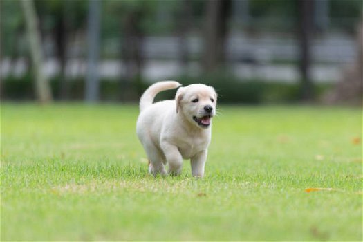 Labrador retriever-puppy's klaar voor verkoop - 0