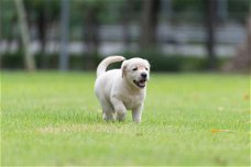 Labrador retriever-puppy's klaar voor verkoop