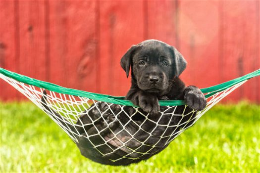 Labrador retriever-puppy's klaar voor verkoop - 1