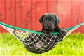 Labrador retriever-puppy's klaar voor verkoop - 1 - Thumbnail