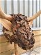 Kunstwerk van een stierenkop, hout, Monfort - 4 - Thumbnail