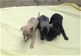 Puppies te koop - Engelse Whippet - 0 - Thumbnail