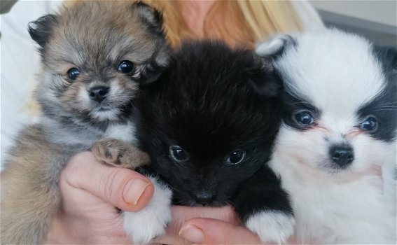 Nederlandse thuisnest Pomeranian pups alleen voor de beste huizen - 0