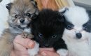 Nederlandse thuisnest Pomeranian pups alleen voor de beste huizen - 0 - Thumbnail
