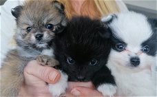 Nederlandse thuisnest Pomeranian pups alleen voor de beste huizen