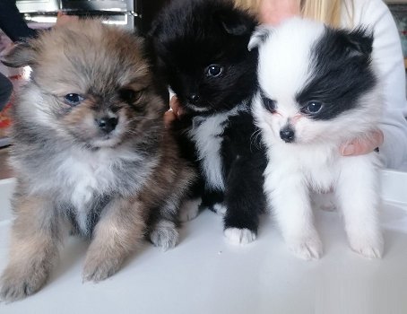 Nederlandse thuisnest Pomeranian pups alleen voor de beste huizen - 2