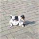 Boerenfox puppy's - 1 - Thumbnail