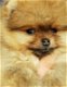 Pomeranian Teefje - 0 - Thumbnail