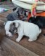 Prachtige Franse bulldog pups - 1 - Thumbnail