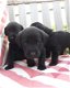 Zwarte Labrador jongen / 11 weken - 0 - Thumbnail