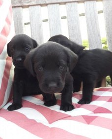 Zwarte Labrador jongen / 11 weken