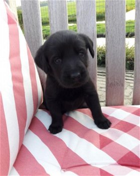 Zwarte Labrador jongen / 11 weken - 1