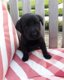 Zwarte Labrador jongen / 11 weken - 1 - Thumbnail