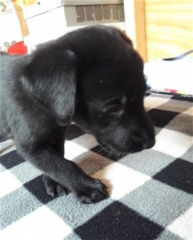 Zwarte Labrador jongen / 11 weken - 2
