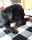 Zwarte Labrador jongen / 11 weken - 2 - Thumbnail