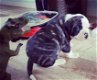 Amerikaanse Bulldog pups met stamboom! - 1 - Thumbnail