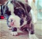 Amerikaanse Bulldog pups met stamboom! - 2 - Thumbnail