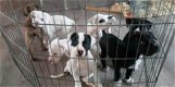 Amerikaanse Bulldog-puppy's vanaf 14 - 0 - Thumbnail