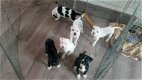 Amerikaanse Bulldog-puppy's vanaf 14 - 1 - Thumbnail