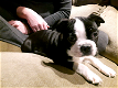 lieve en lieve Boston Terrier-puppy klaar om je hart te veroveren! TE KOOP - 1 - Thumbnail